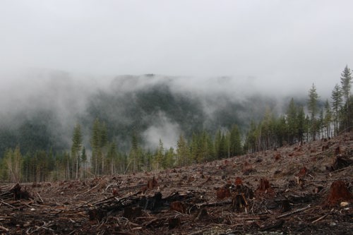 Deforestation